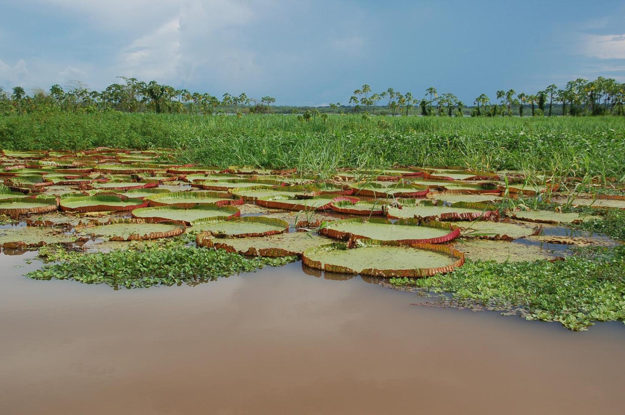 Pacaya Samiria Amazon Lodge Nauta Ngoại thất bức ảnh
